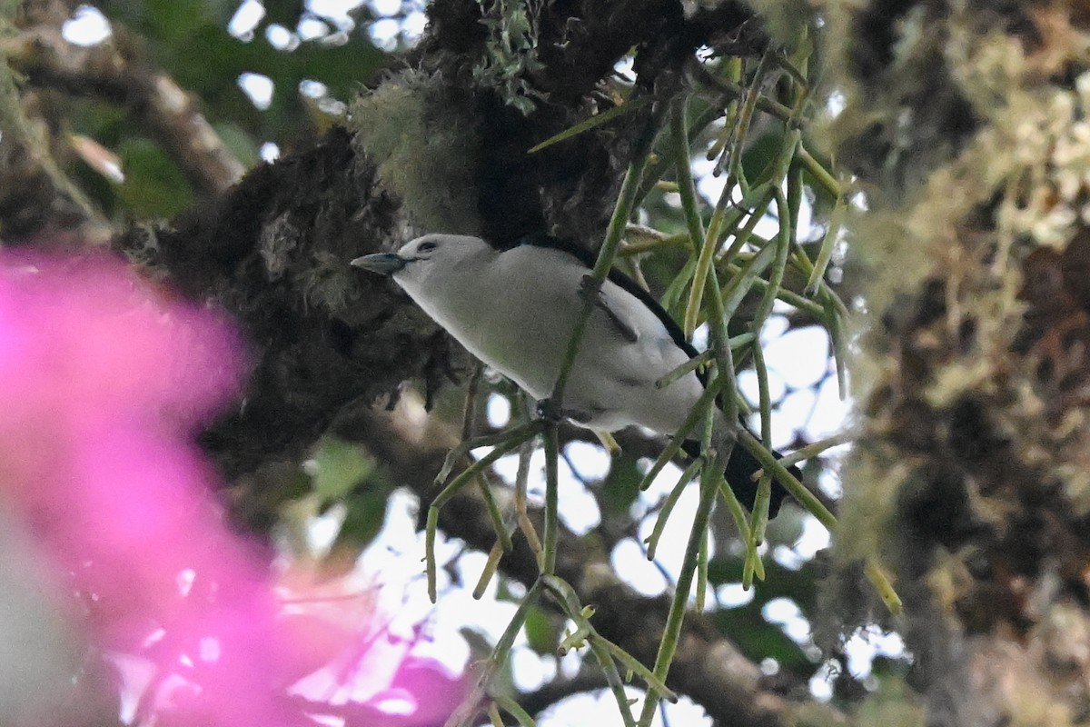 White-headed Vanga - ML645325253