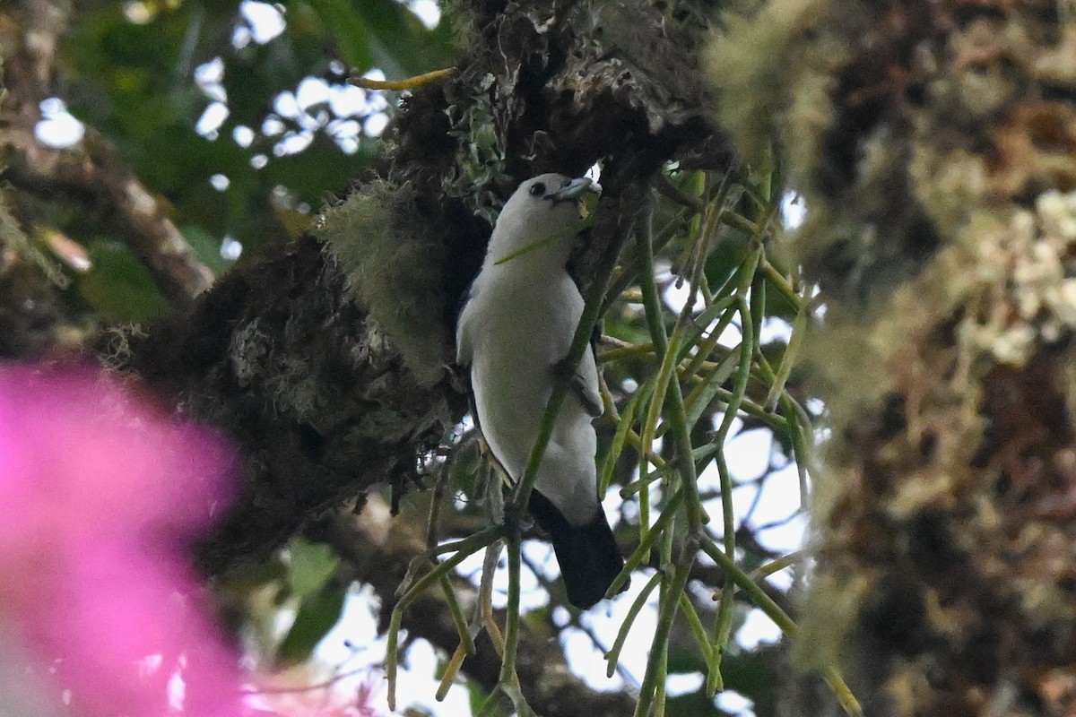 White-headed Vanga - ML645325254