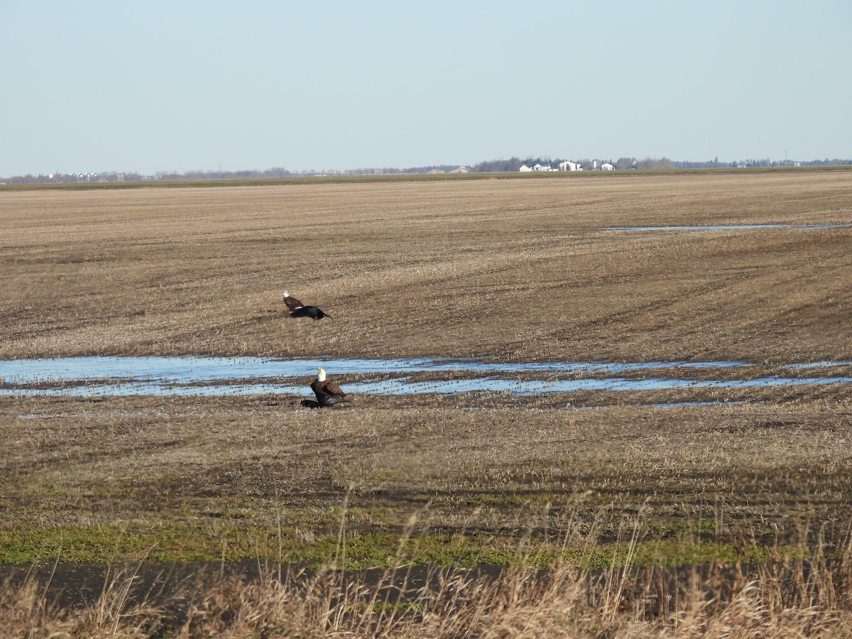 Pygargue à tête blanche - ML645325258