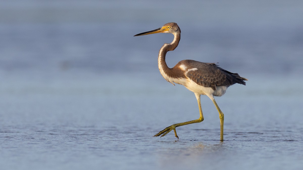 Tricolored Heron - ML645325273