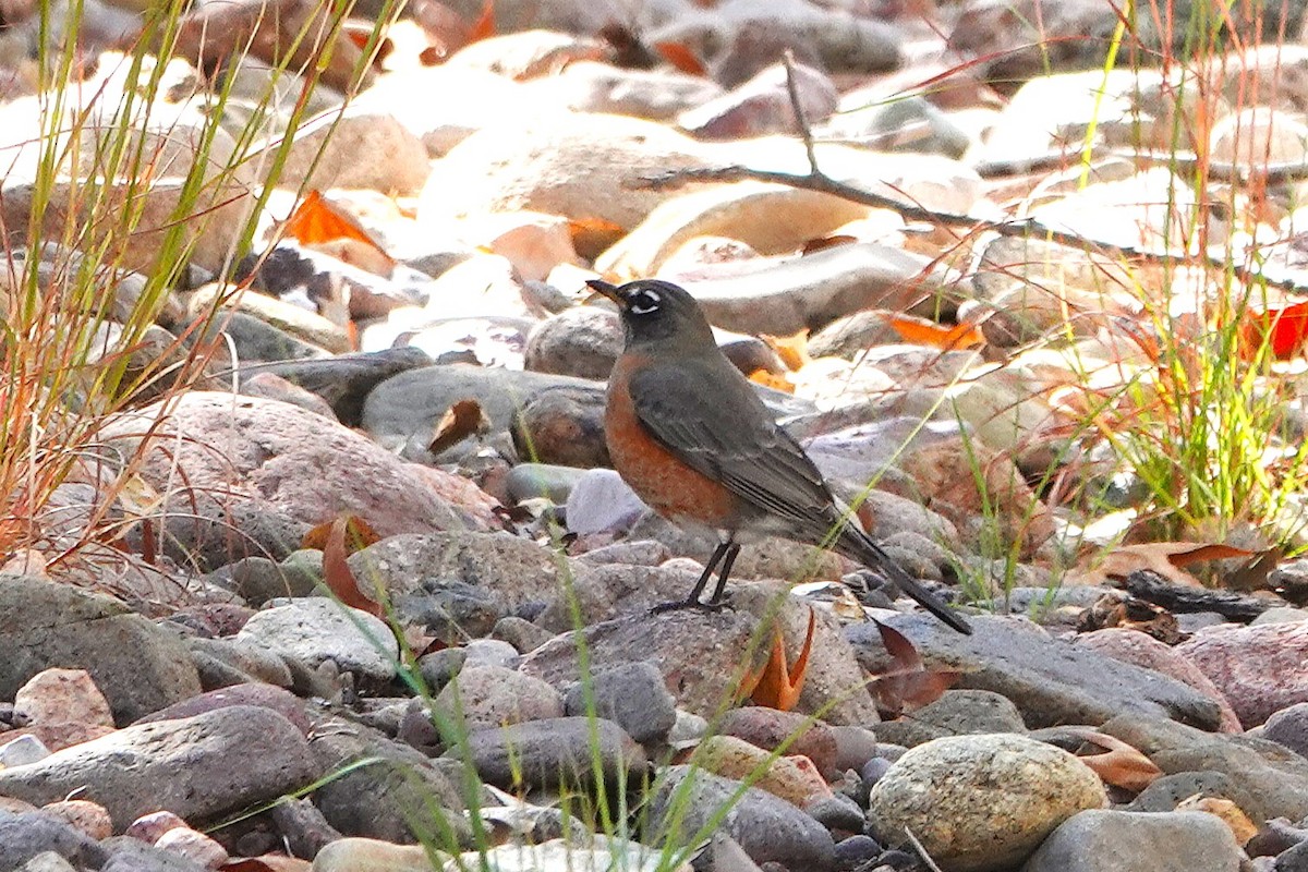 Wanderdrossel - ML645325310