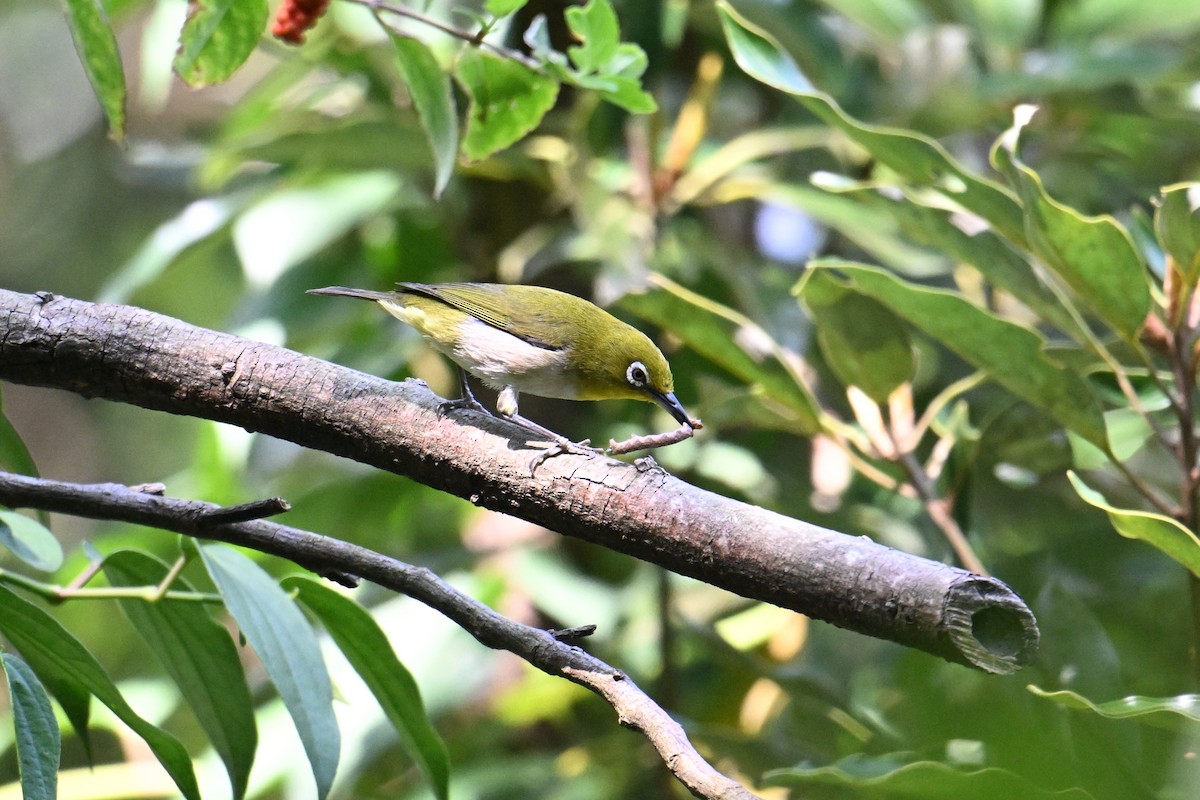 Anteojitos Japonés - ML645325311