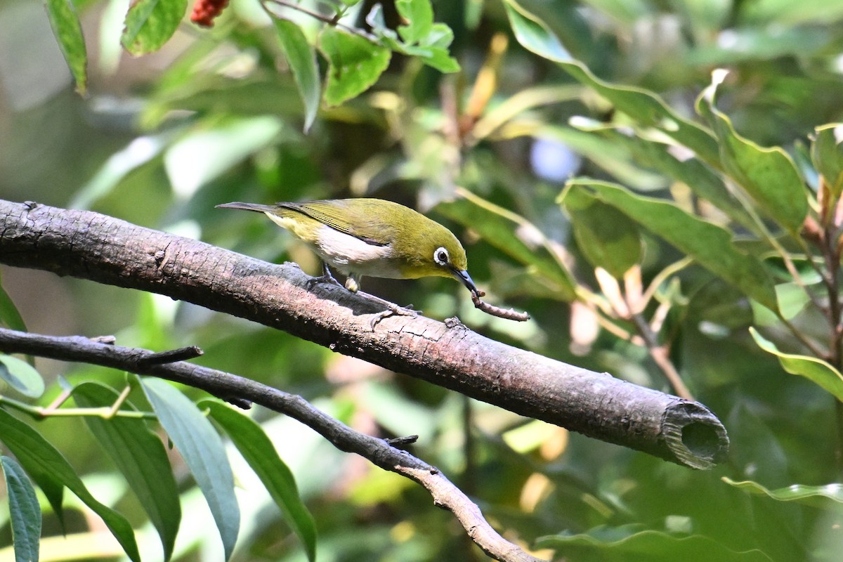 Anteojitos Japonés - ML645325312