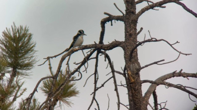 Dağ Serçe Baykuşu - ML645325339