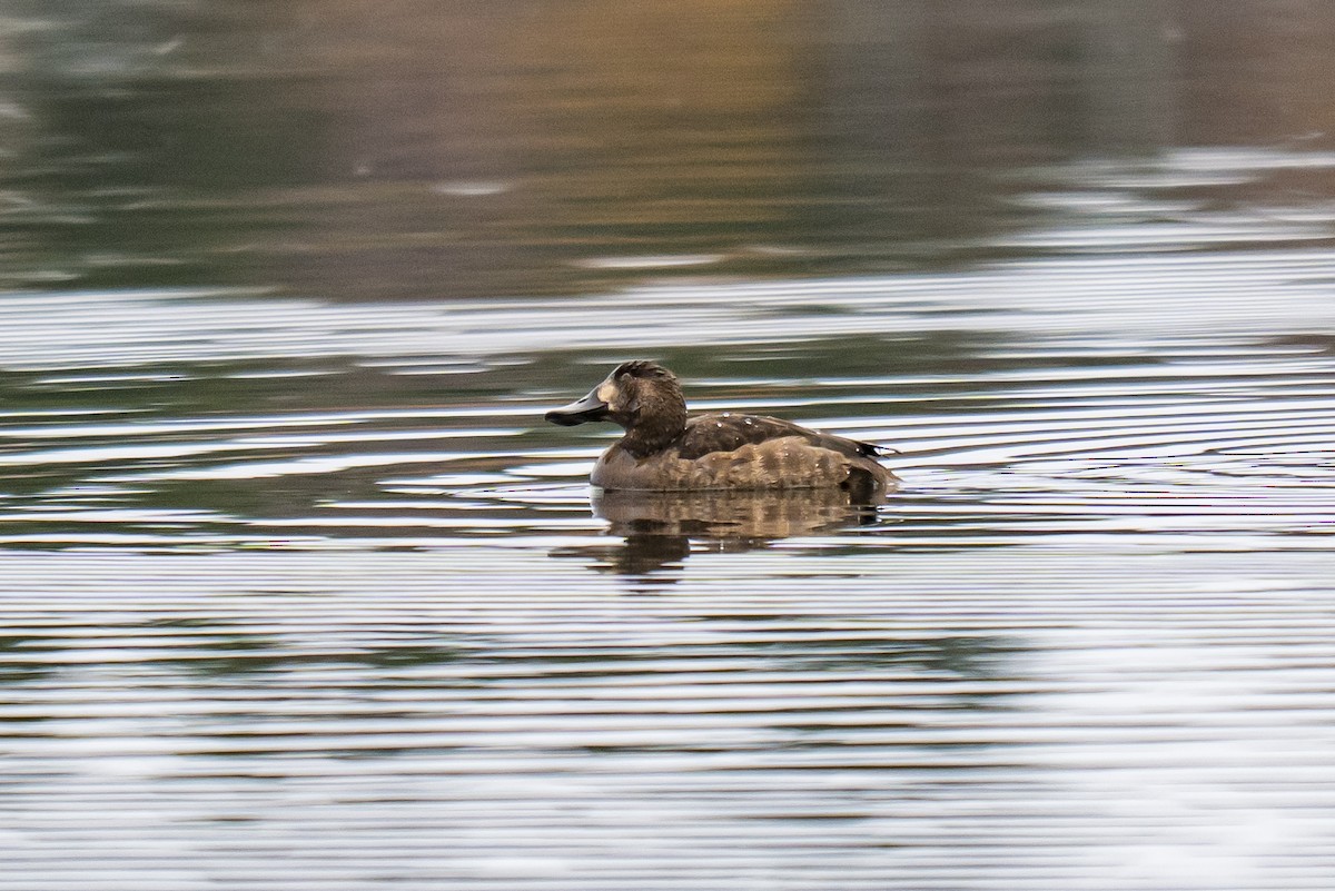 bergand - ML645325341