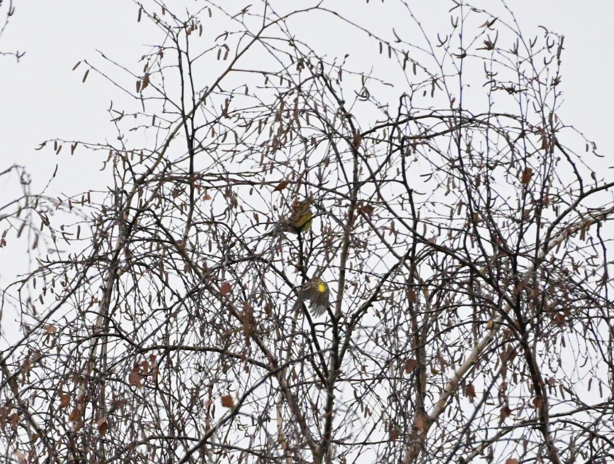 European Serin - ML645325342