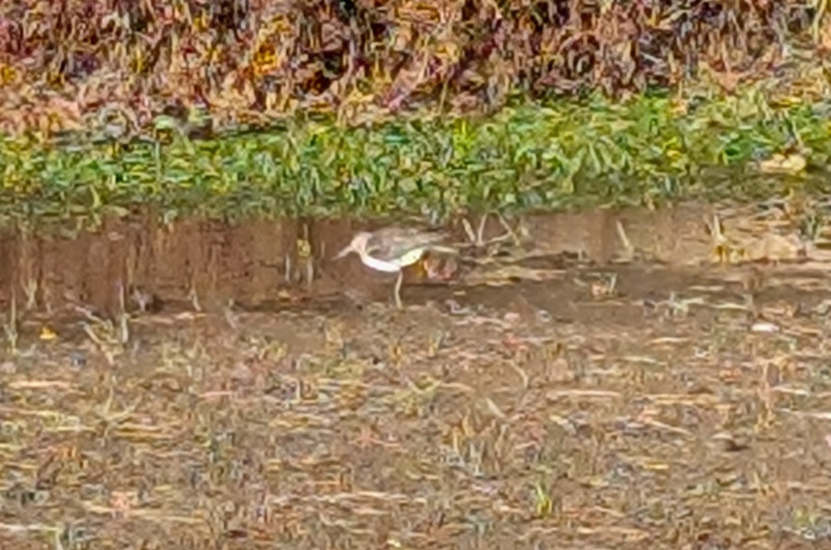 Einsiedelwasserläufer - ML645325343