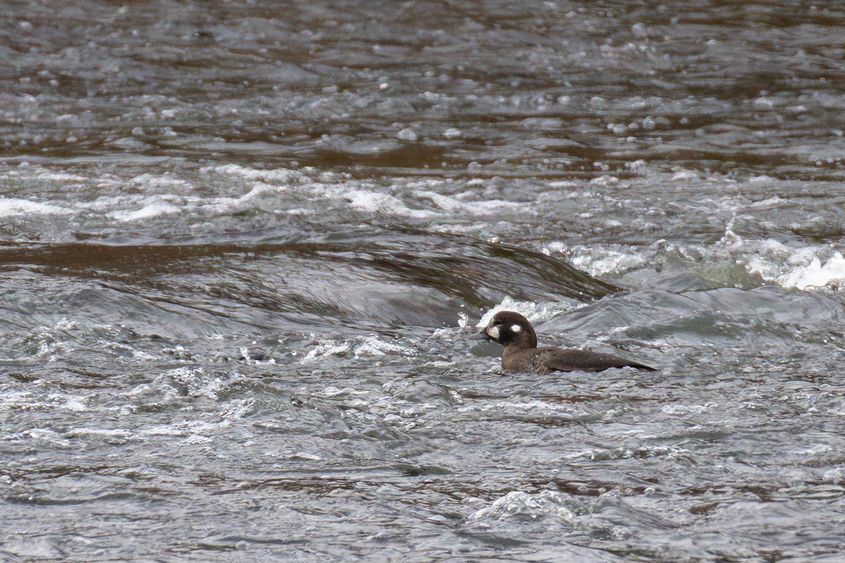 Harlequin Duck - ML645325358