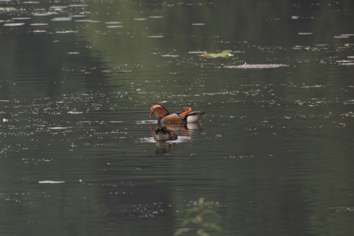 kachnička mandarínská - ML645325359