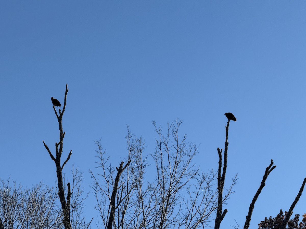 Urubu noir - ML645325365