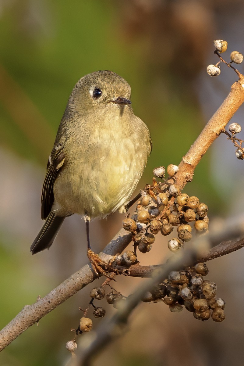 Золотомушка рубіновочуба - ML645325367