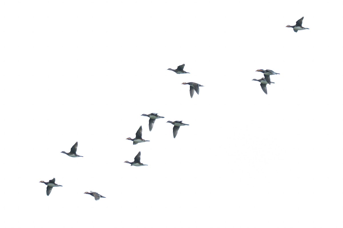 kachnička mandarínská - ML645325377