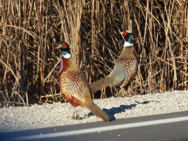 bažant obecný - ML645325392