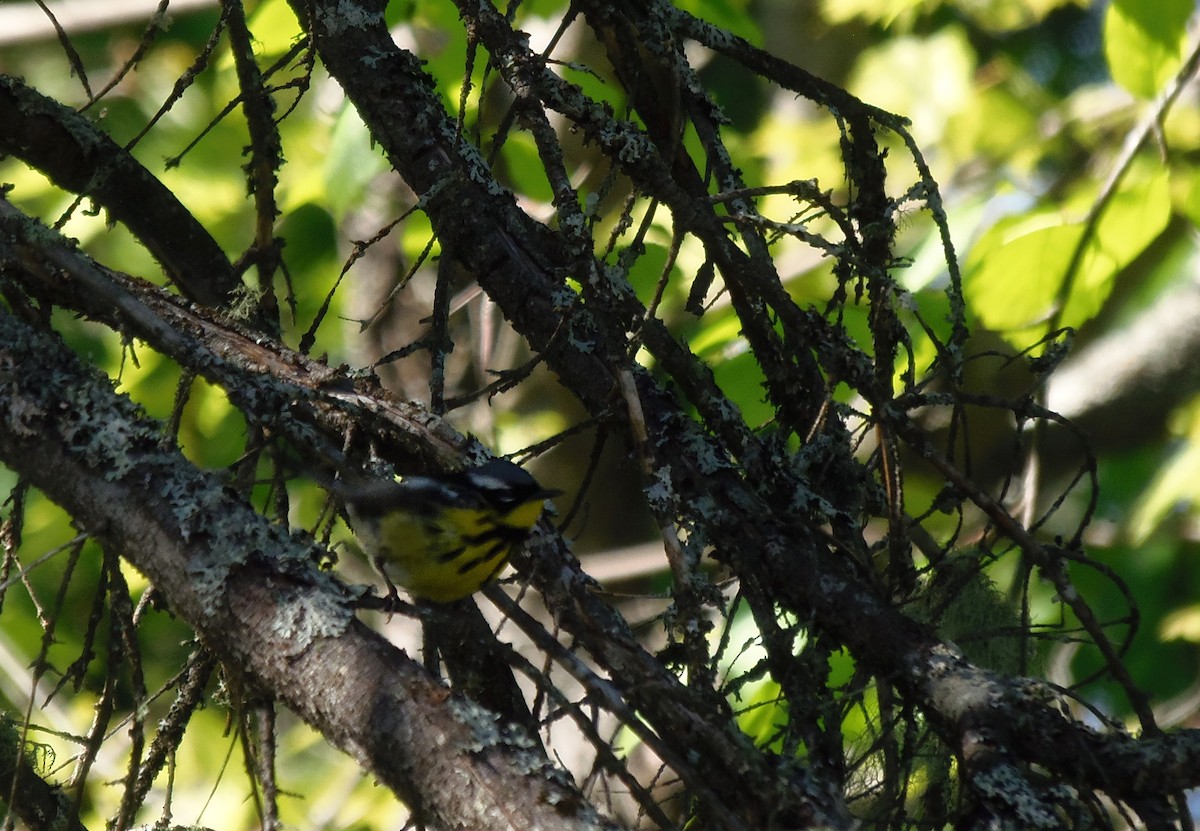 Magnolia Warbler - ML645325405