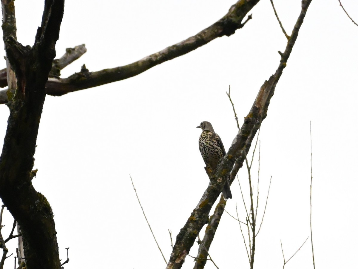Mistle Thrush - ML645325409