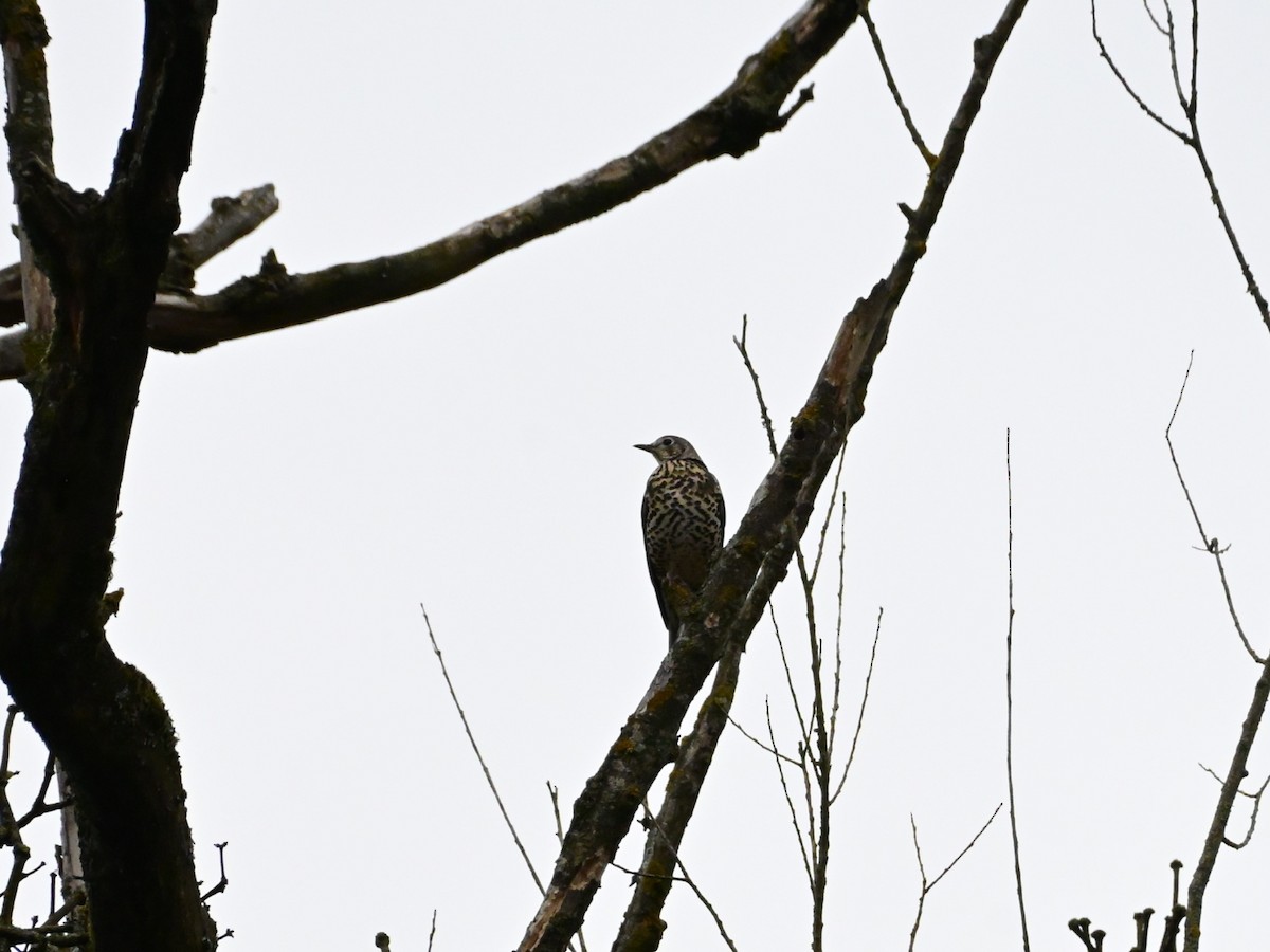 Mistle Thrush - ML645325410