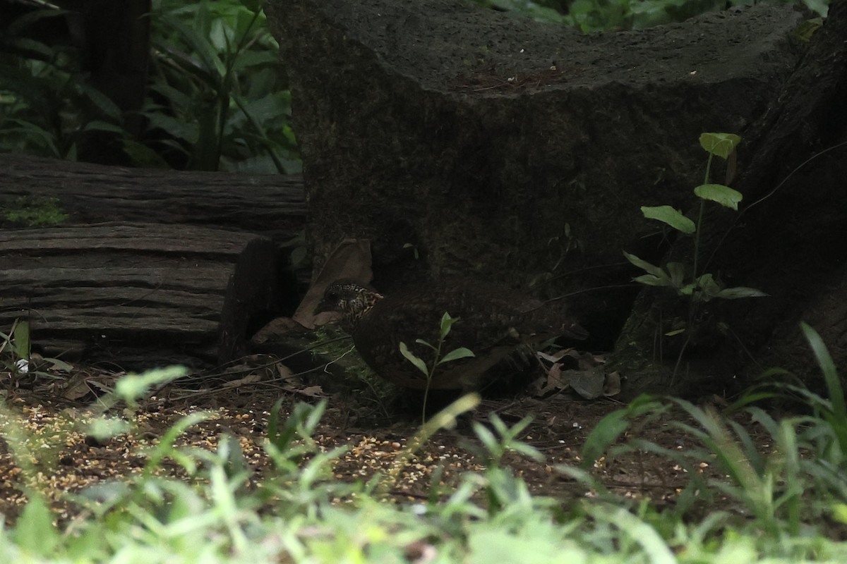Scaly-breasted Partridge - ML645325416