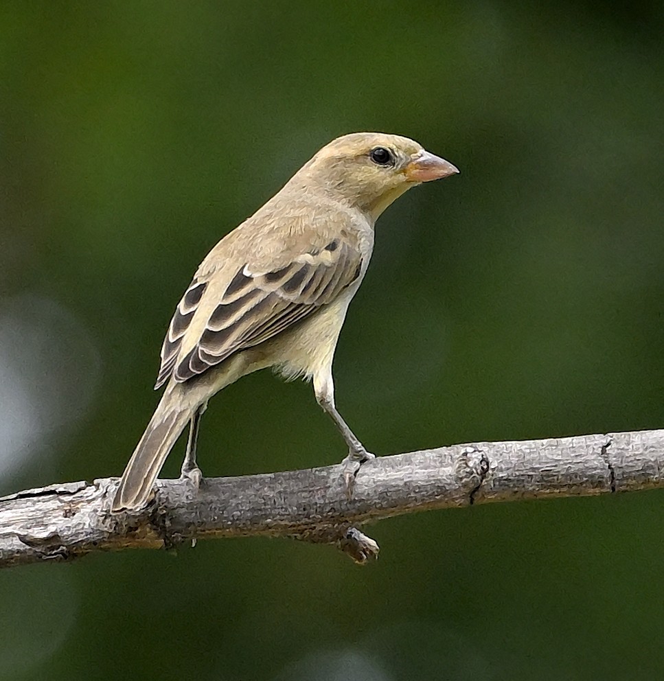 セアカスズメ - ML645325428