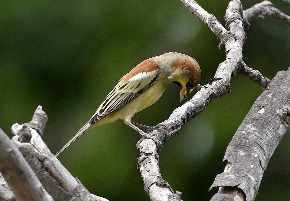 セアカスズメ - ML645325429