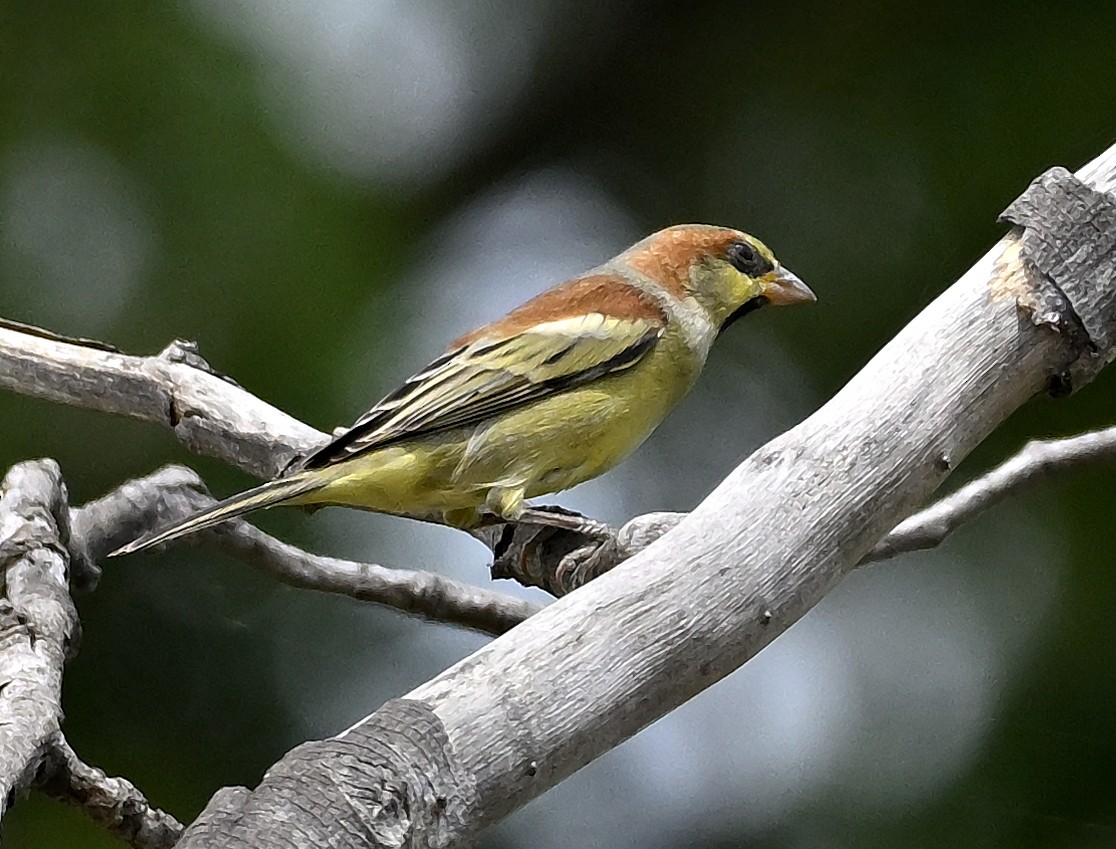 セアカスズメ - ML645325430