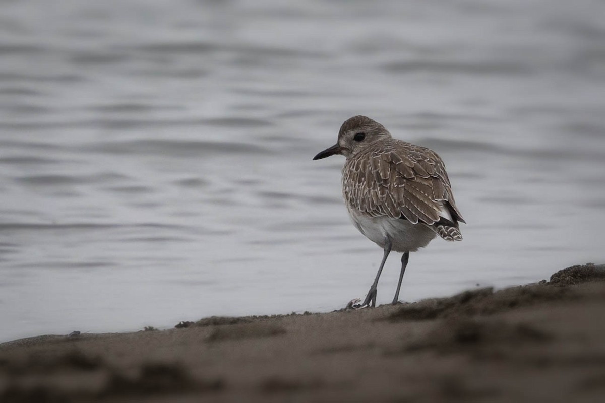Black-bellied Plover - ML645325432
