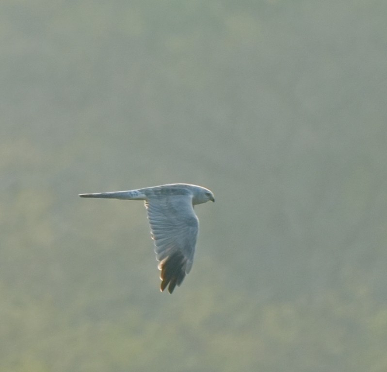 Aguilucho Papialbo - ML645325444