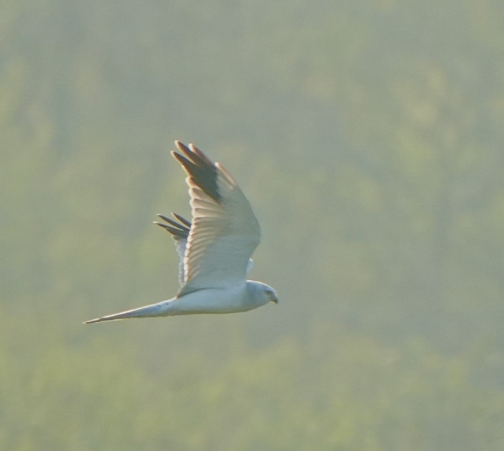 Aguilucho Papialbo - ML645325445