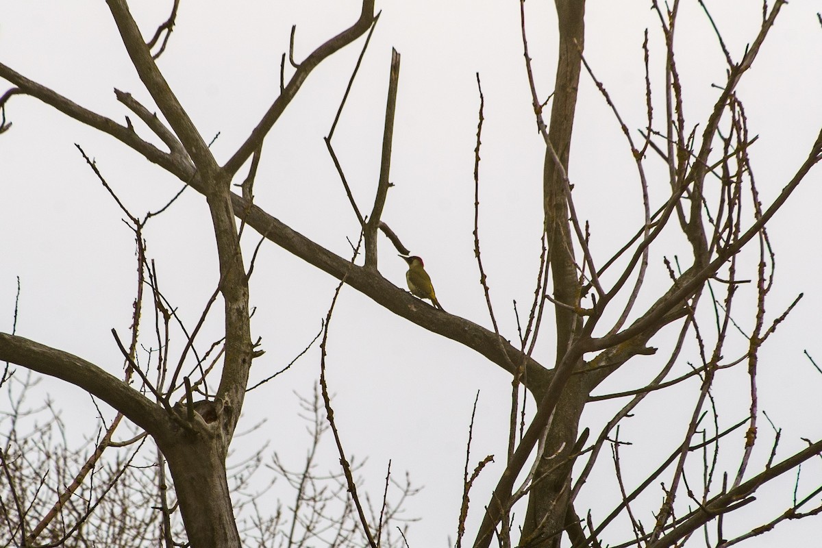 žluna zelená - ML645325457