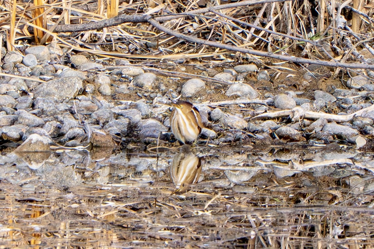 コヨシゴイ - ML645325463