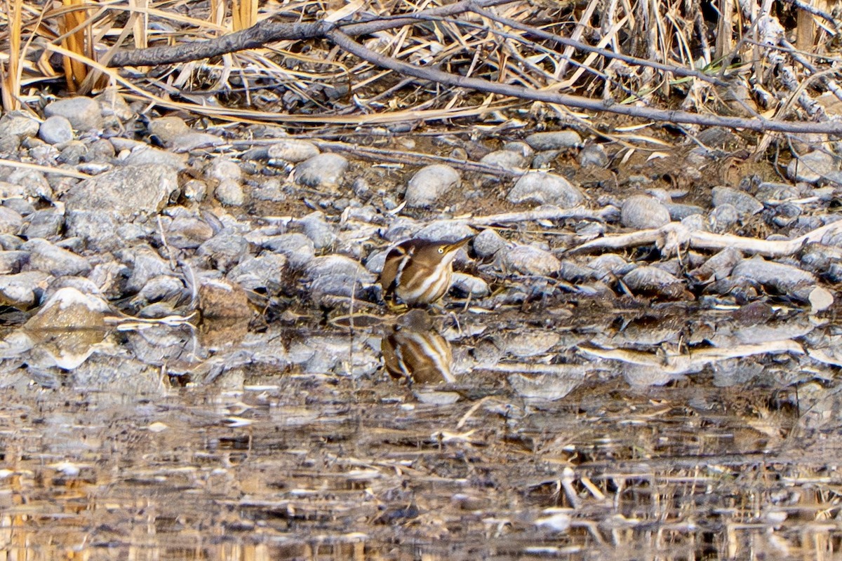 コヨシゴイ - ML645325464