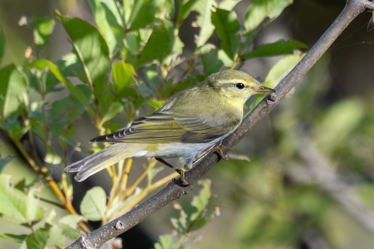 Пеночка-трещотка - ML645325468