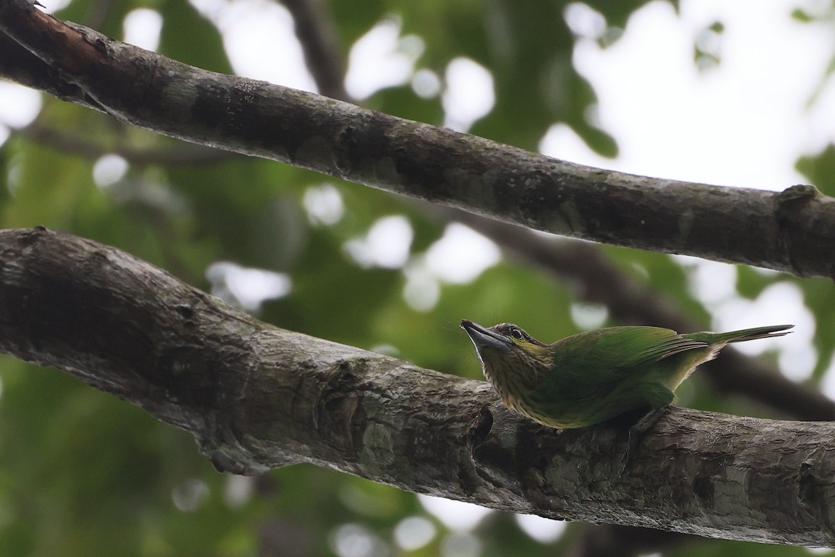 Green-eared Barbet - ML645325470