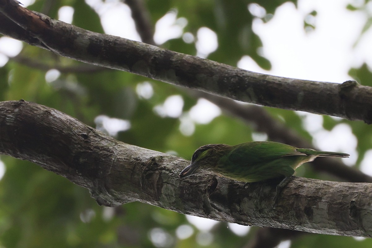 Green-eared Barbet - ML645325471