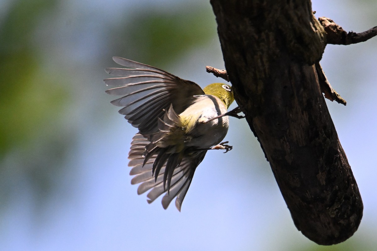 Anteojitos Japonés - ML645325472