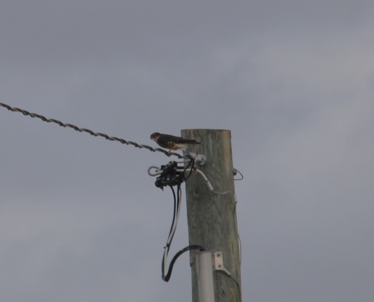 Smeriglio - ML645325476