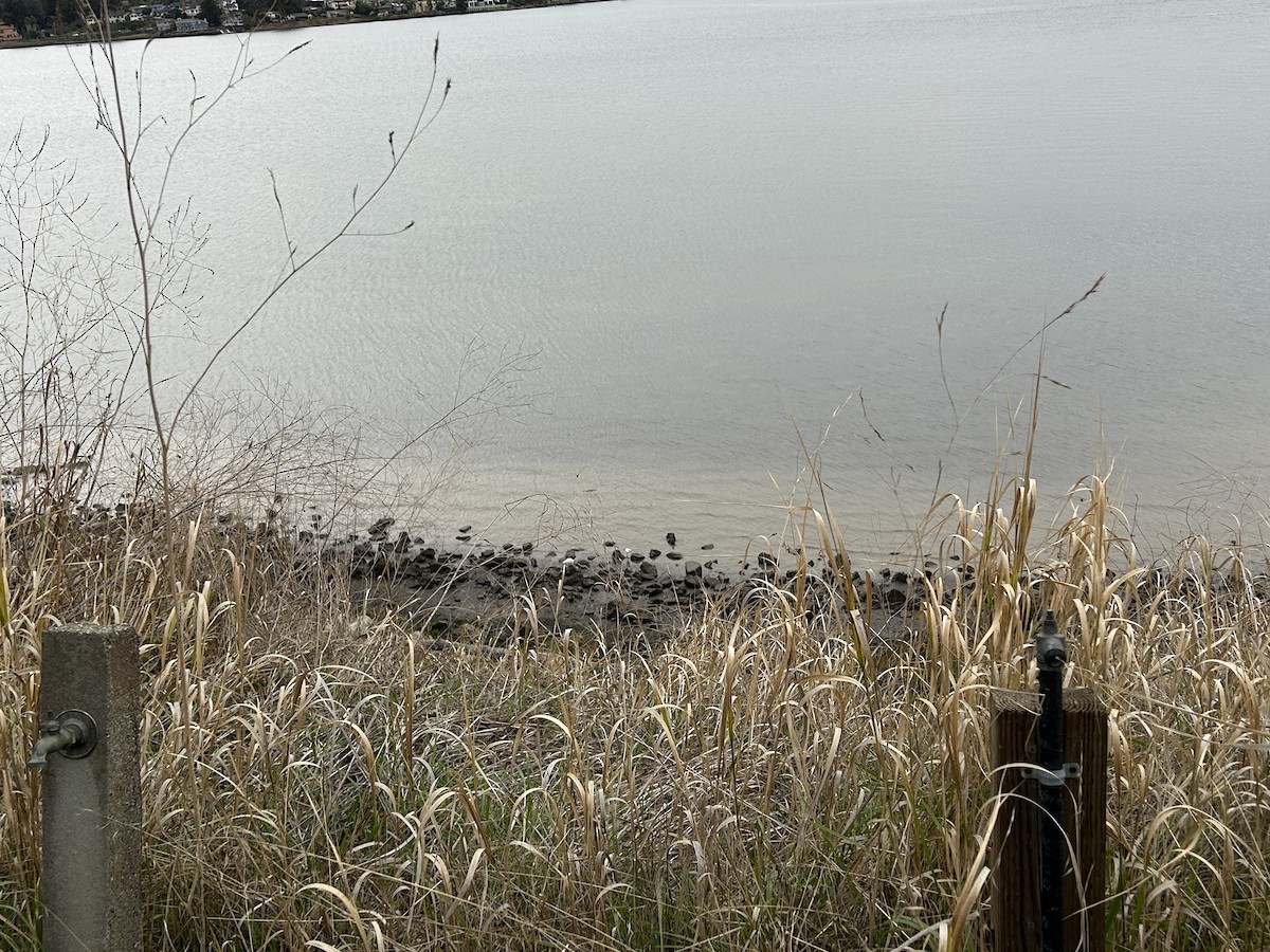 Snowy Egret - ML645325477