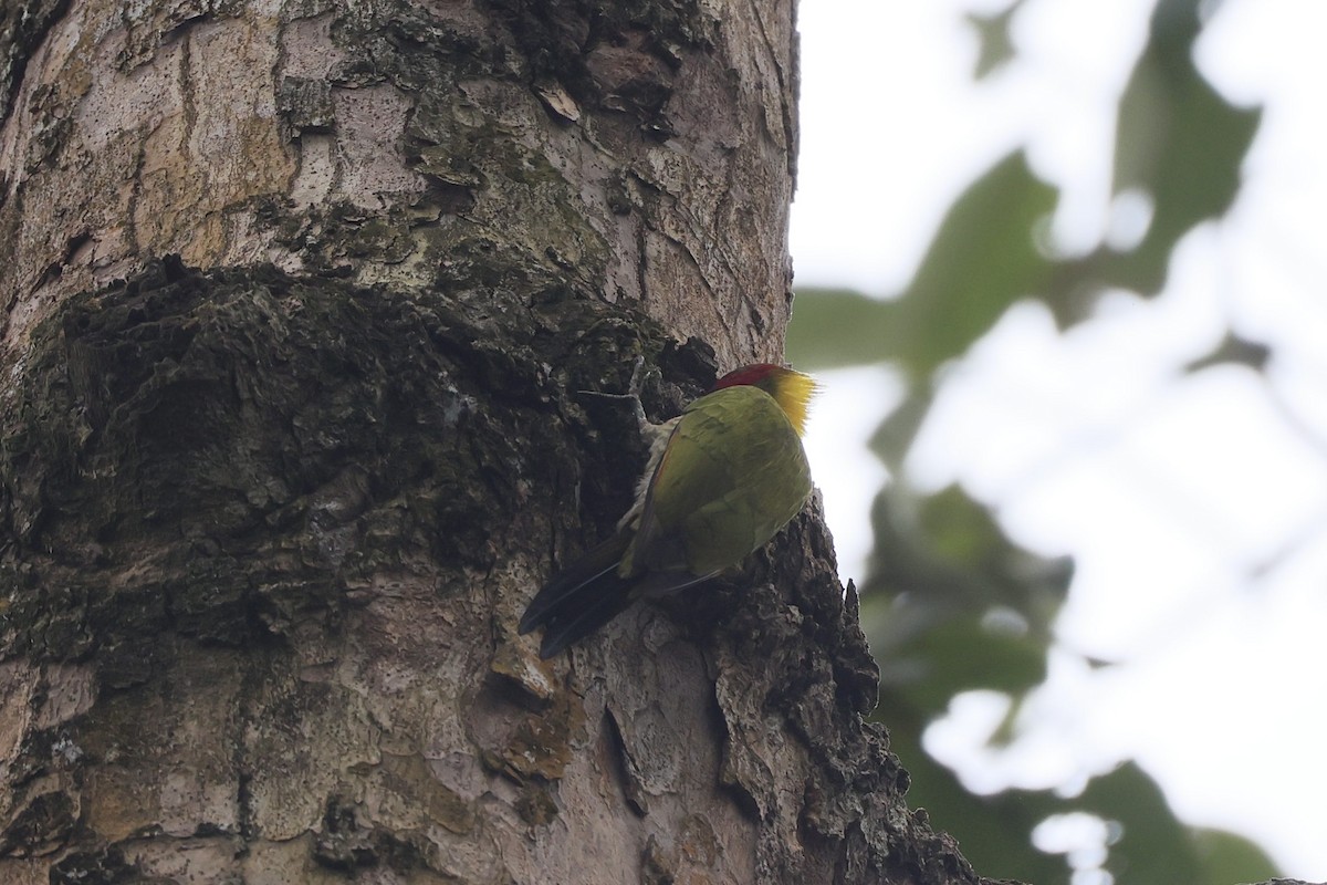 Gelbhaubenspecht - ML645325479