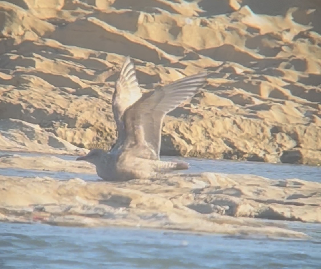 Iceland Gull (Thayer's) - ML645325480