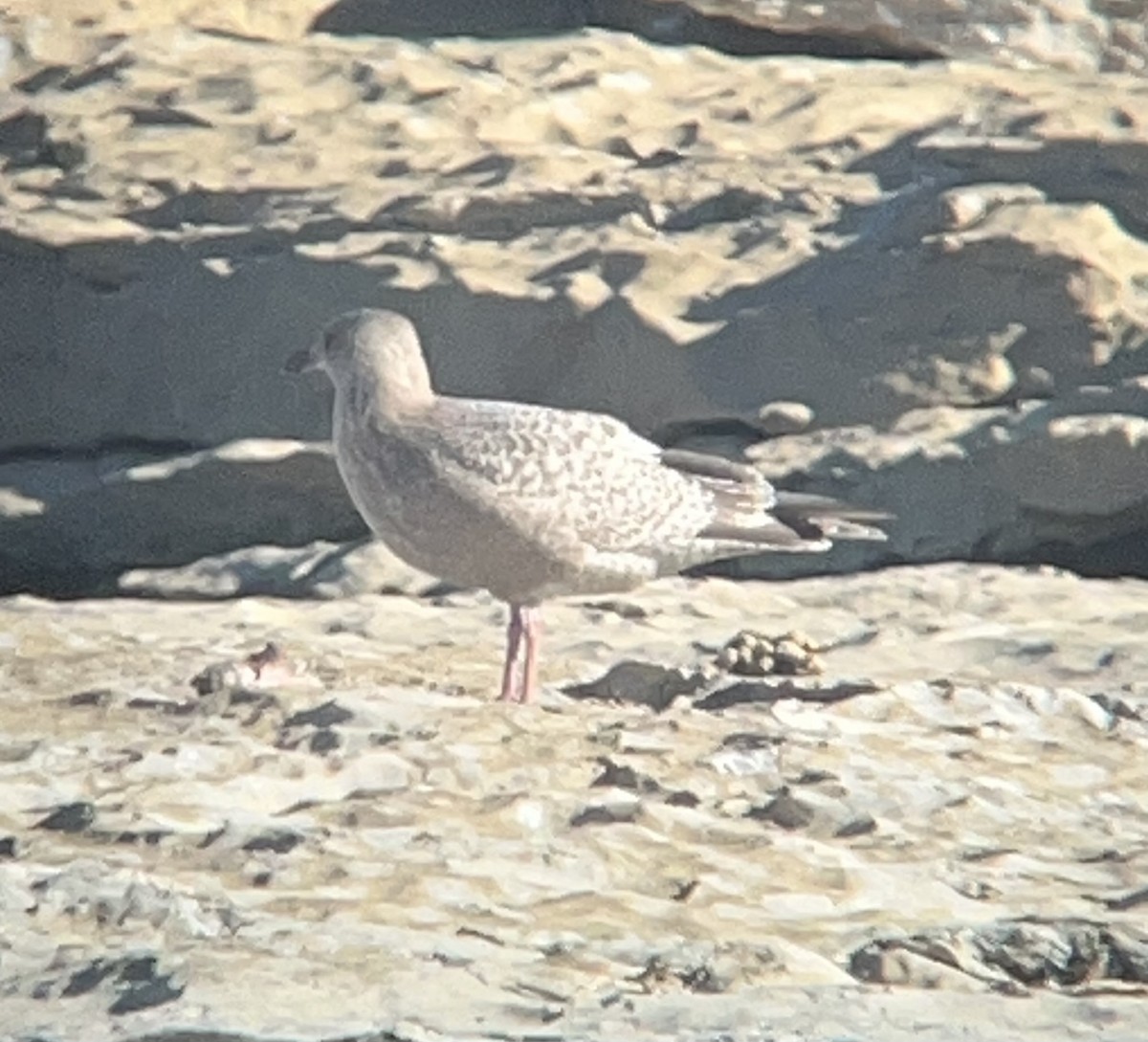 Iceland Gull (Thayer's) - ML645325481
