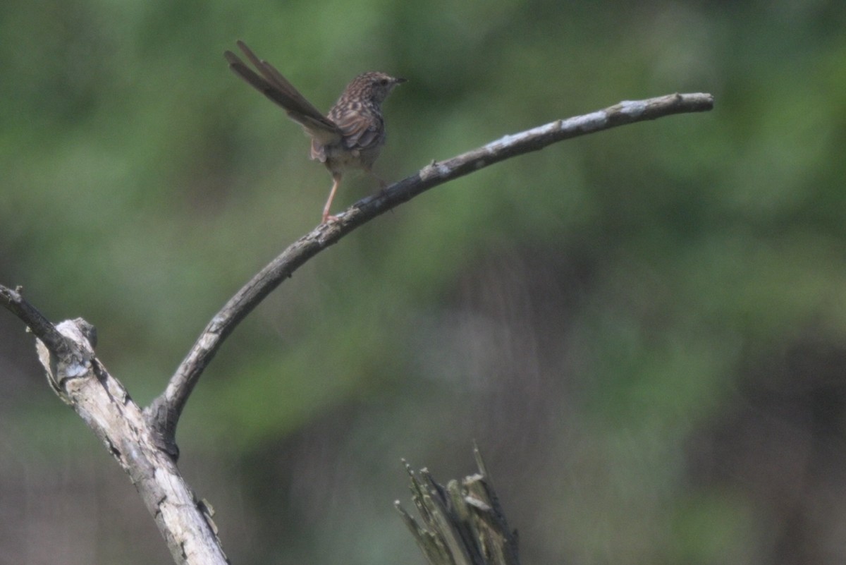 Striped Prinia - ML645325483