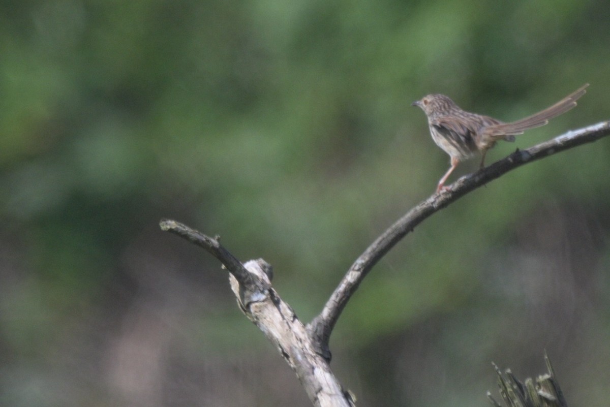 Striped Prinia - ML645325484