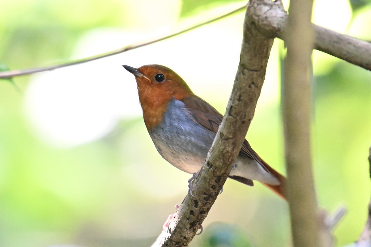 izurødskjegg - ML645325486