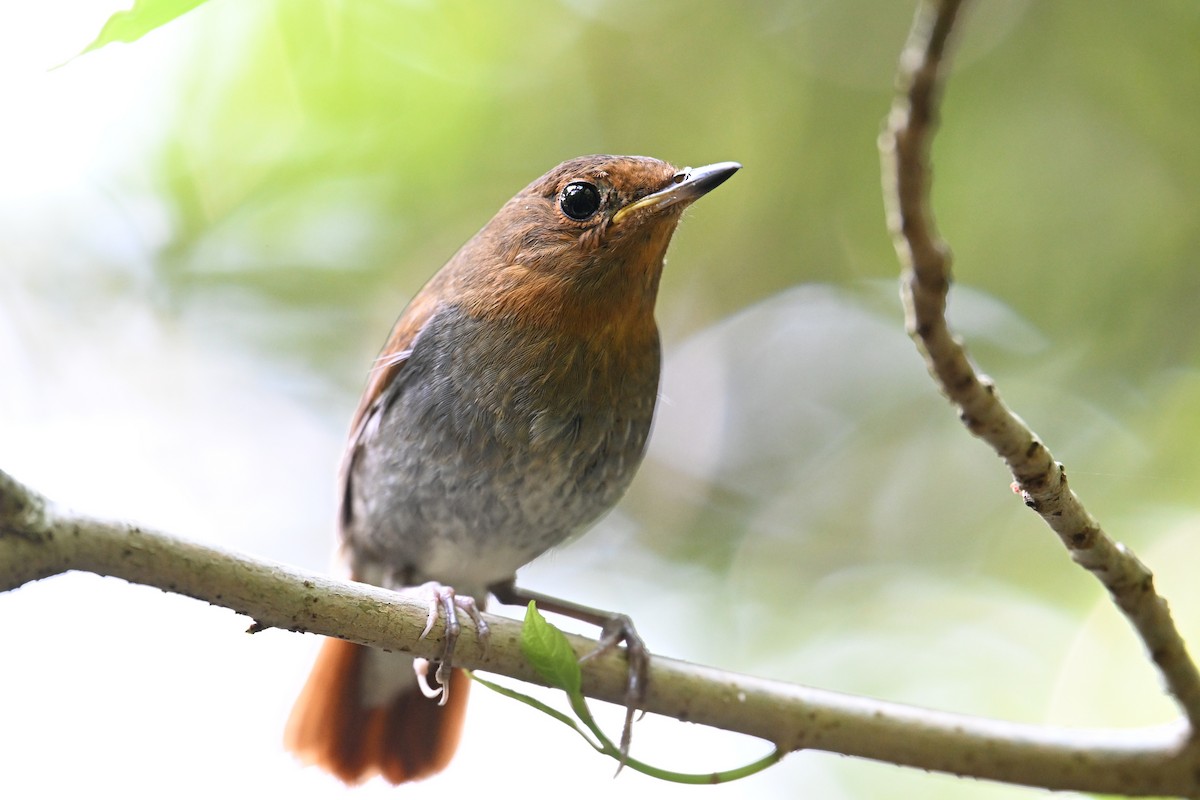 izurødskjegg - ML645325487