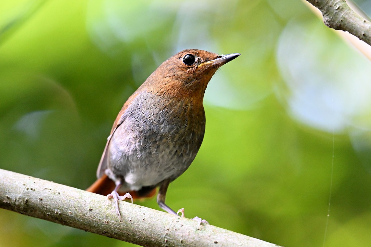 izurødskjegg - ML645325488