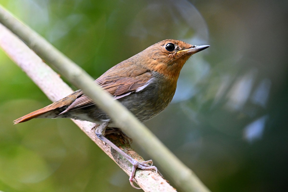 izurødskjegg - ML645325489