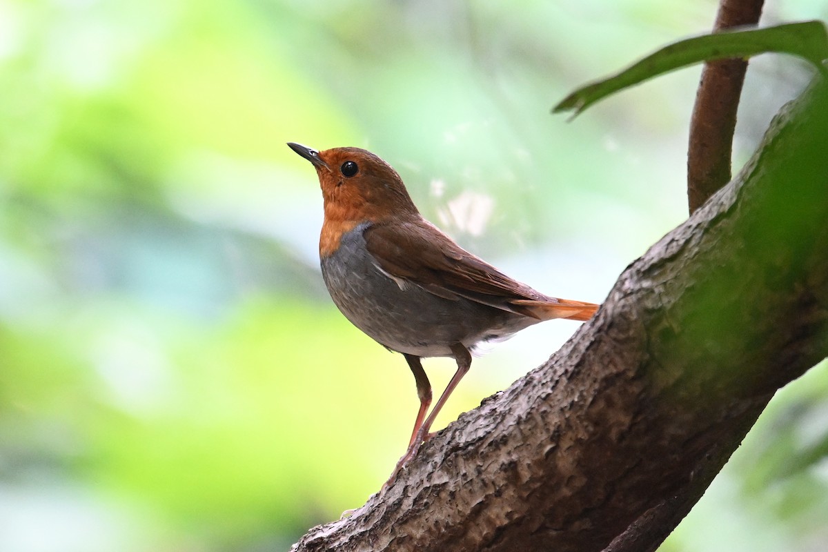 izurødskjegg - ML645325490