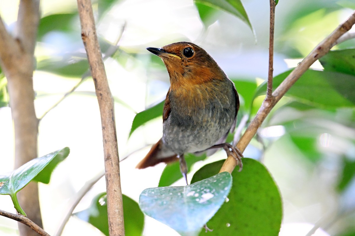 izurødskjegg - ML645325491