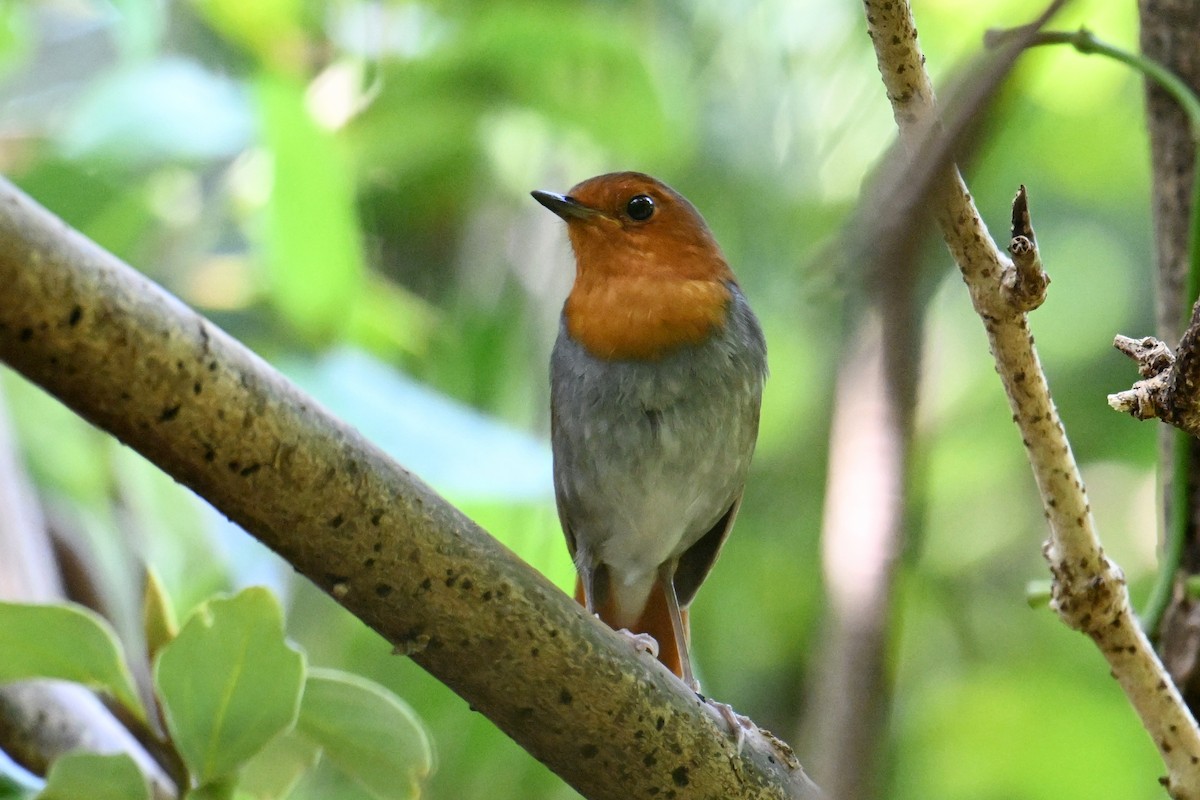 izurødskjegg - ML645325492