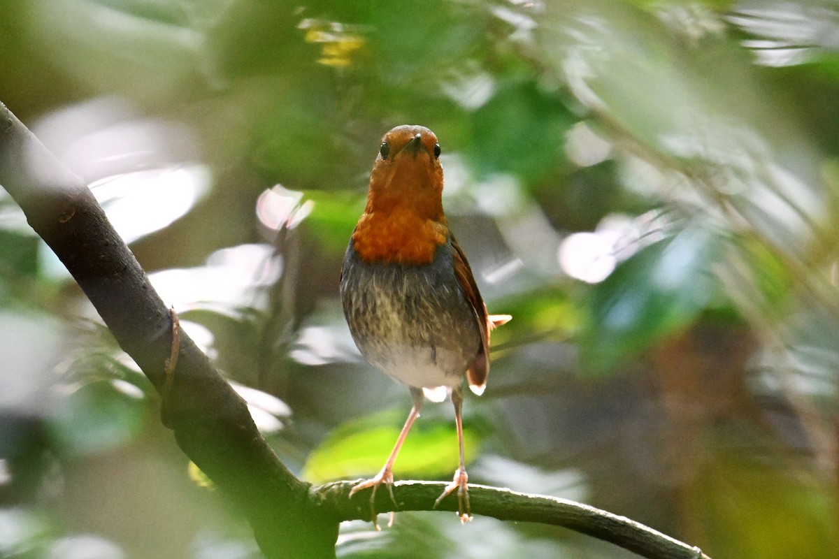 izurødskjegg - ML645325494