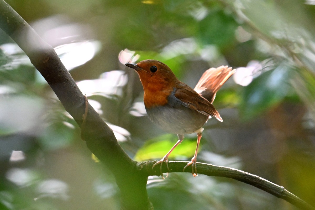 izurødskjegg - ML645325495